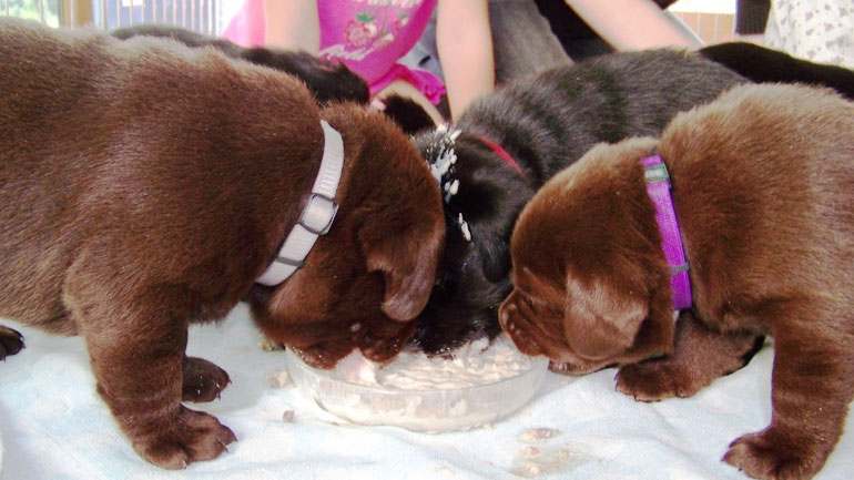 Ασφάλιση και κατοικίδιων ζώων από την Interlife