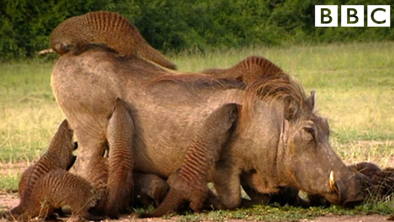 Ένας φακόχοιρος πλησιάζει τις μαγκούστες