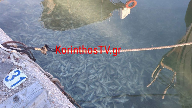 Γέμισε νεκρά ψάρια το λιμάνι της Κορίνθου!