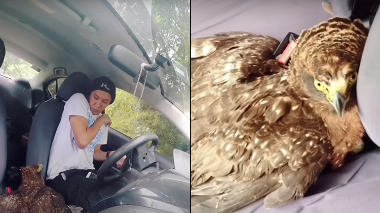 Τραυματισμένος αετός μπαίνει σε ένα αυτοκίνητο