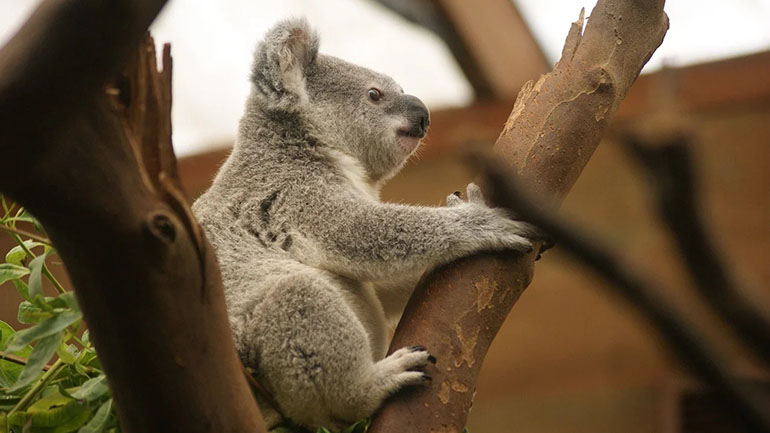 Τα κοάλα απειλούνται με εξαφάνιση