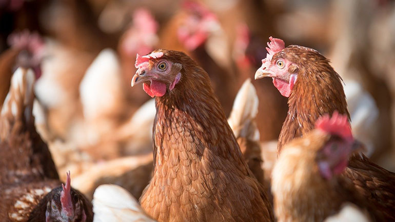 Ισπανία: Πάνω από 130.000 κότες σφαγιάστηκαν λόγω ξεσπάσματος γρίπης των πουλερικών