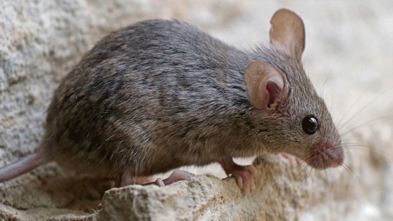 Ελβετία: Δημοψήφισμα για την απαγόρευση των πειραμάτων σε ζώα