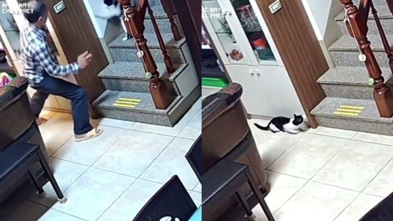 Η εκδίκηση της γάτας