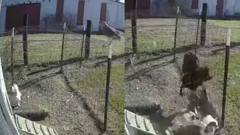 Κόκορας vs γεράκι