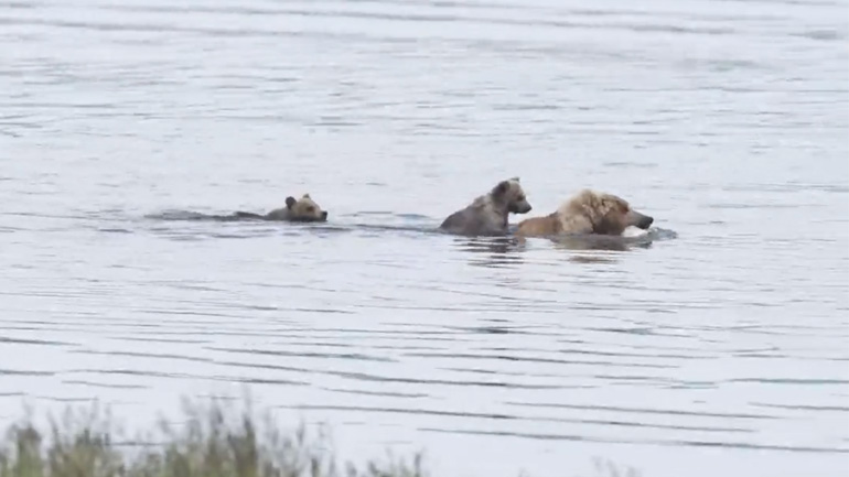 Αρκούδα ψαρεύει με τα μωρά της