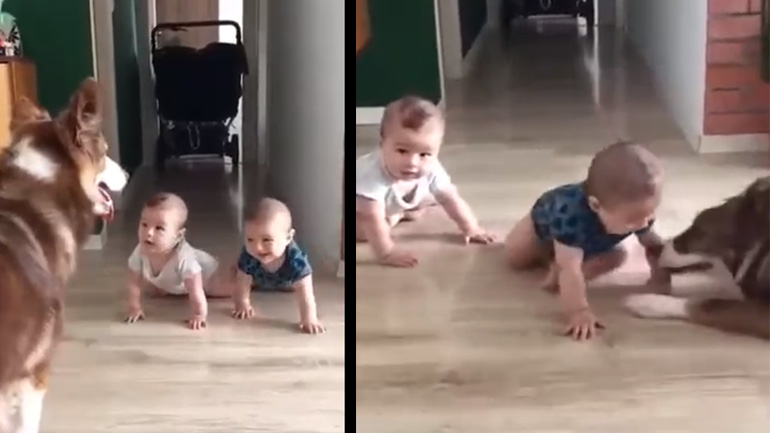 Δύο μωρά συναντούν έναν σκύλο