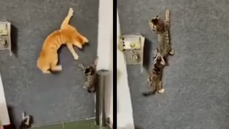 Το μεγαλύτερο show στο BMX dirt riding επιστρέφει επίσημα!