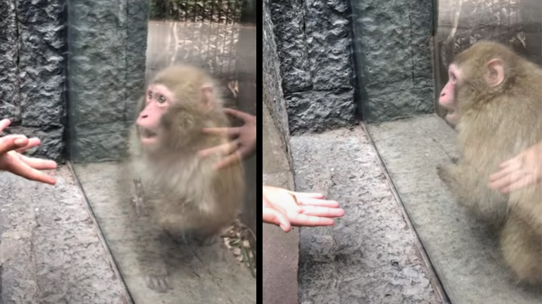 H αντίδραση μιας μαϊμούς που βλέπει ένα μαγικό κόλπο