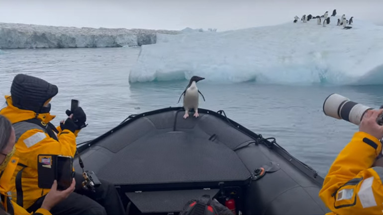 Πιγκουίνος ανεβαίνει σε βάρκα για να γλυτώσει από μια φώκια