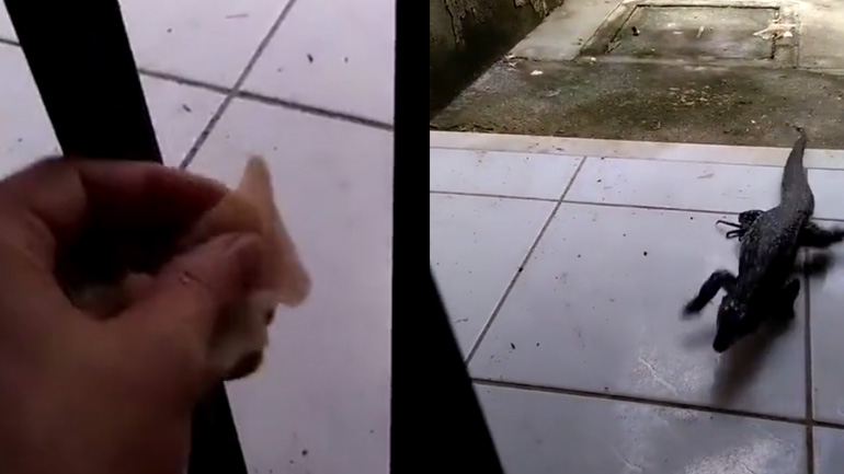 Άνδρας προσφέρει κρέας σε μια σαύρα 