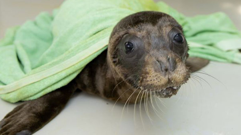 Απελευθερώθηκε η «Εύη», η νεαρή μεσογειακή φώκια