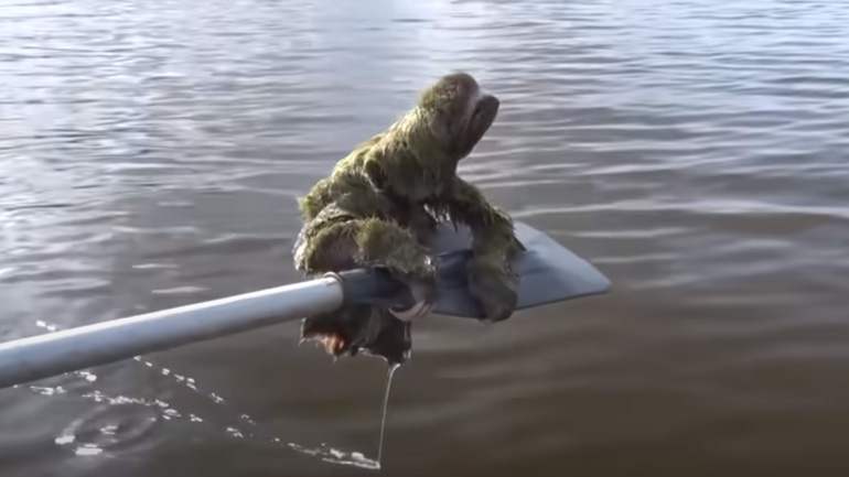 Βραδύπους κάνει βόλτα με ένα σκάφος