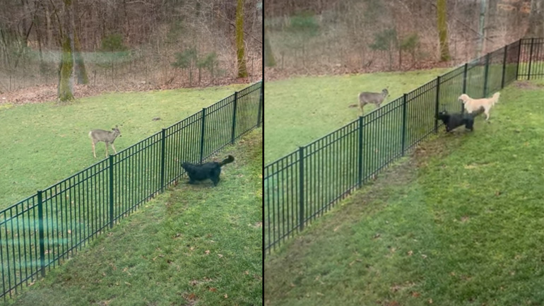 Eλάφι παίζει με δύο σκύλους