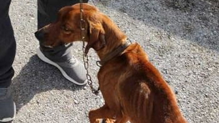 Χανιά: Διασώθηκε αλυσοδεμένο και αποστεωμένο σκυλί στον δήμο Καντάνου-Σελίνου