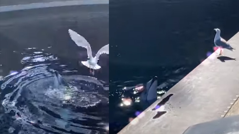 Δελφίνι χλευάζει έναν γλάρο με ένα ψάρι