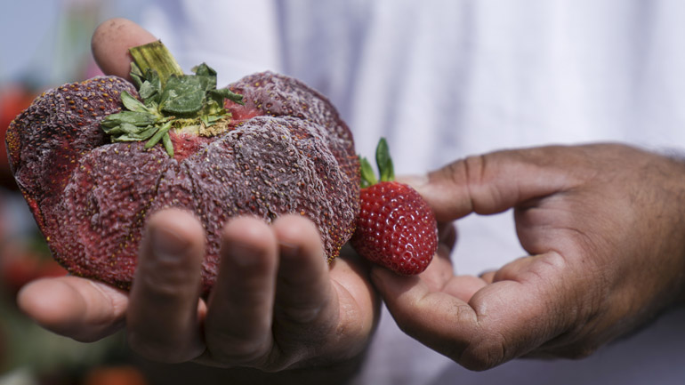 Ισραήλ: Μια τεράστια φράουλα κατέκτησε θέση στο βιβλίο των Ρεκόρ Γκίνες