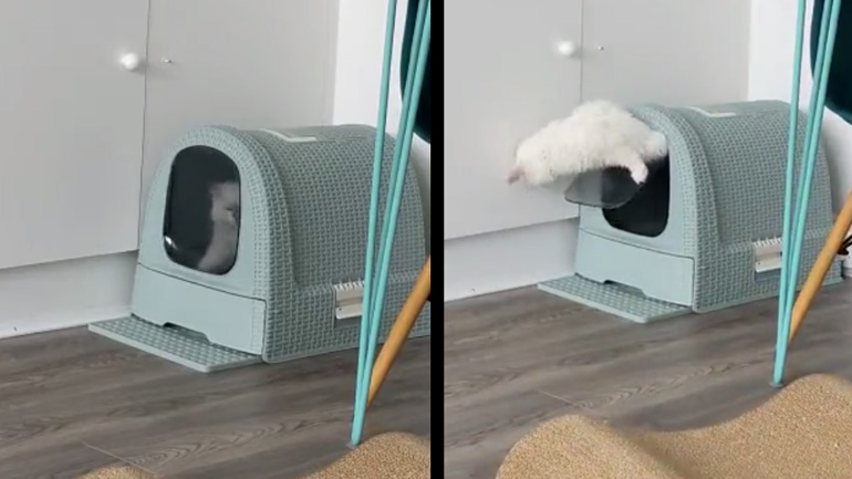 Η γάτα βγαίνει από το κουτί της άμμου