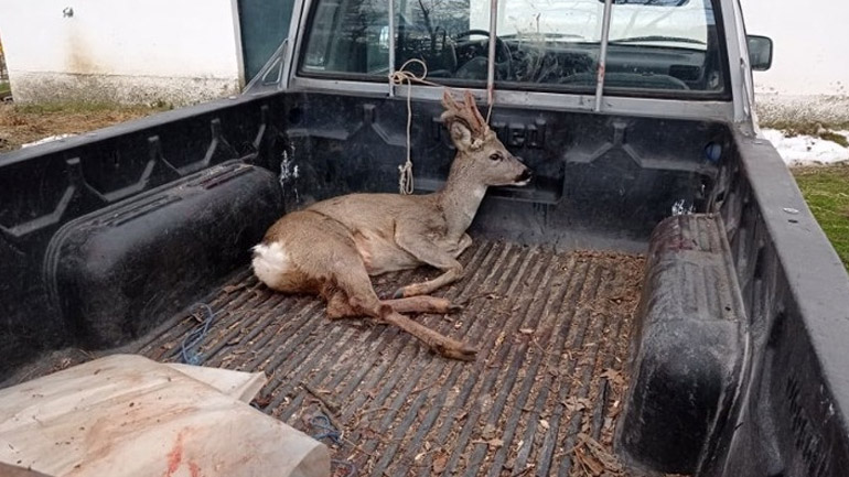 Πυροβόλησαν και τραυμάτισαν νεαρό ζαρκάδι στη Φλώρινα