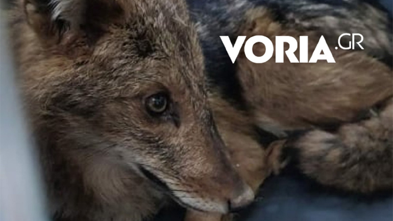 Θεσσαλονίκη: Τραυματισμένος λύκος «τρύπωσε» σε βιβλιοπωλείο