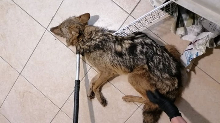 Θεσσαλονίκη: Άγριο ζώο, πιθανότατα τσακάλι, βρέθηκε τραυματισμένο μέσα σε βιβλιοπωλείο!