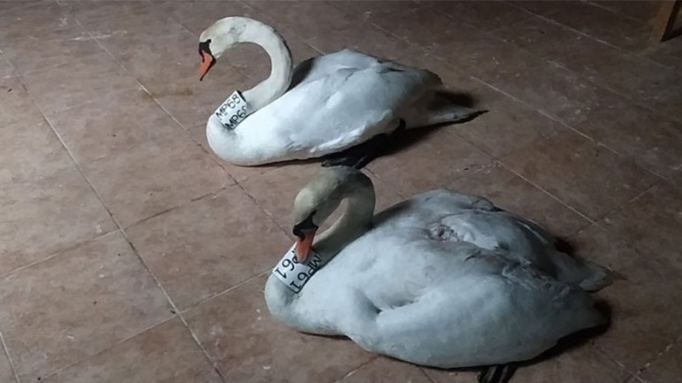 Μια ιστορία αγάπης – Πέθανε ο τραυματισμένος κύκνος και το ταίρι του περιμένει έξω από το αναρρωτήριο