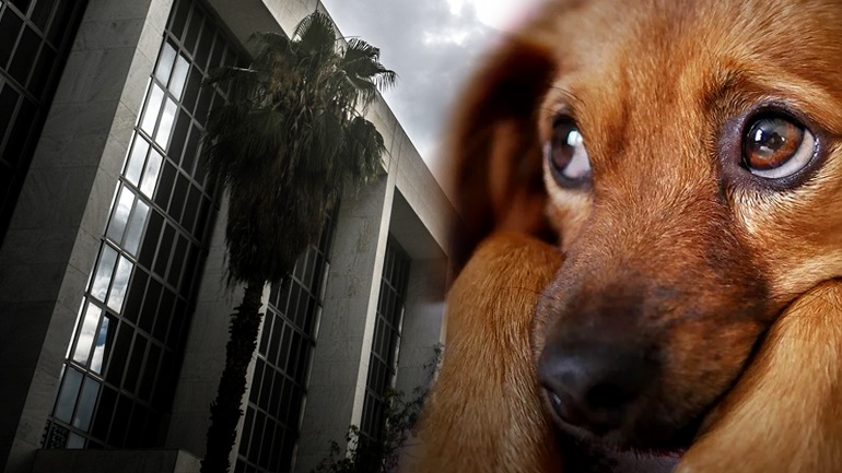 Είκοσι εννέα συλλήψεις σε ένα μήνα και 92 δικογραφίες για κακοποίηση ζώων