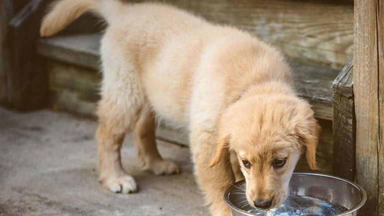 Ανοίγει σε 14 μήνες στη Χαλκιδική το μεγαλύτερο καταφύγιο ζώων στην Ελλάδα