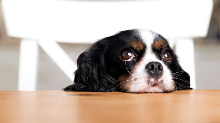 Και οι σκύλοι μπορεί να θρηνούν μετά τον θάνατο του συντρόφου τους