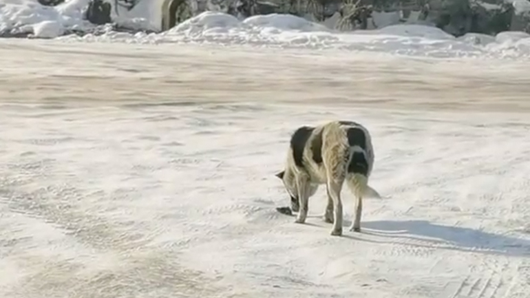 Σκύλος βρίσκει ένα ποντίκι