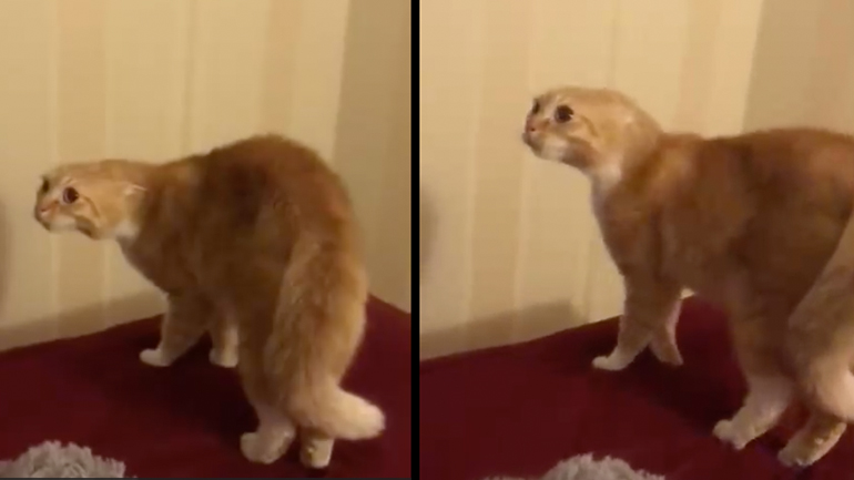 Η γάτα έπαθε σοκ με αυτό που είδε