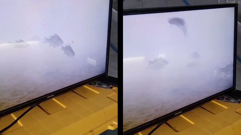 Ψάρεμα με κάμερα