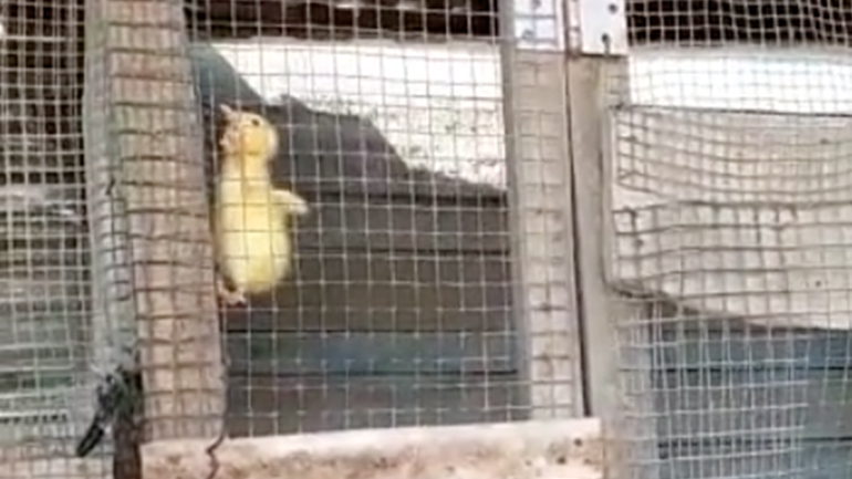 Ένα μικρό παπάκι δραπετεύει από ένα κοτέτσι