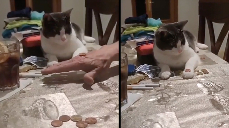 Η γάτα μαθαίνει ένα κόλπο με ένα νόμισμα