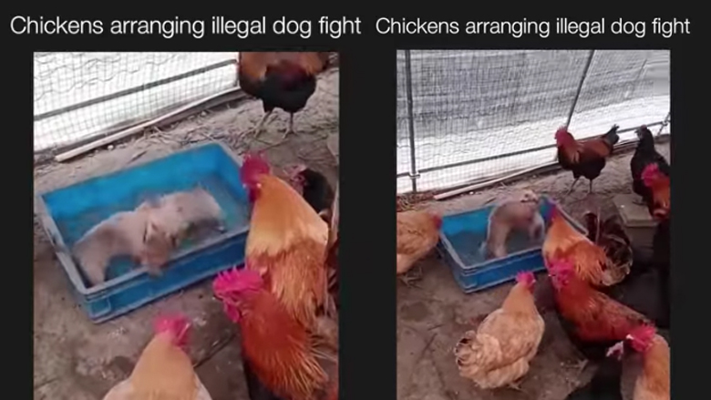 Κότες στήνουν παράνομες κυνομαχίες σε κοτέτσι