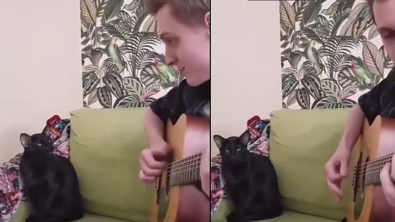 Η γάτα στα φωνητικά