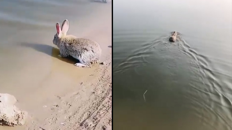 Kουνέλι ρίχνει μια βουτιά