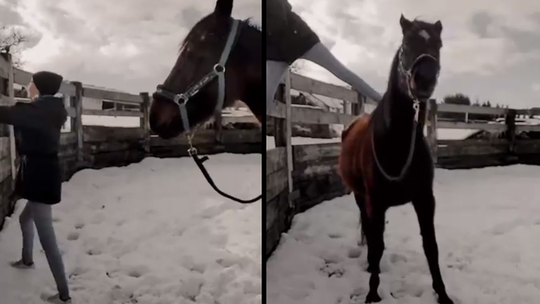 Το εκπαιδευμένο άλογο