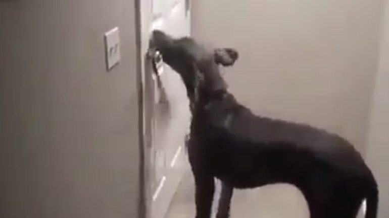 Σκύλος ανοίγει πόρτα με στρογγυλό πόμολο