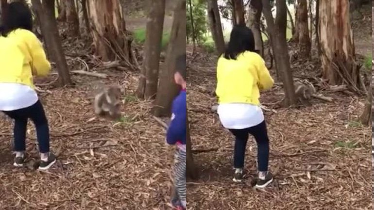 Κοάλα επιτίθεται σε μικρό αγόρι