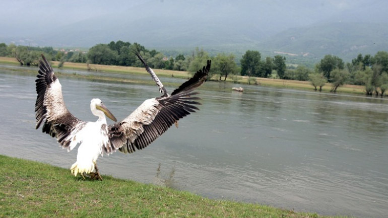 Υπουργείο Αγροτικής Ανάπτυξης: Καμία ανησυχία για μετάδοση της γρίπης των πτηνών στον άνθρωπο