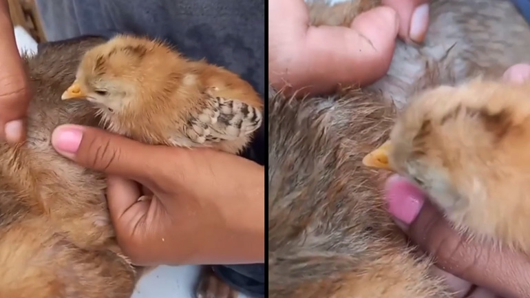 Aφαίρεση ψύλλων