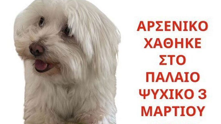 Χάθηκε ο Ντάφι στο Ψυχικό – Δίνεται αμοιβή 1.000 ευρώ