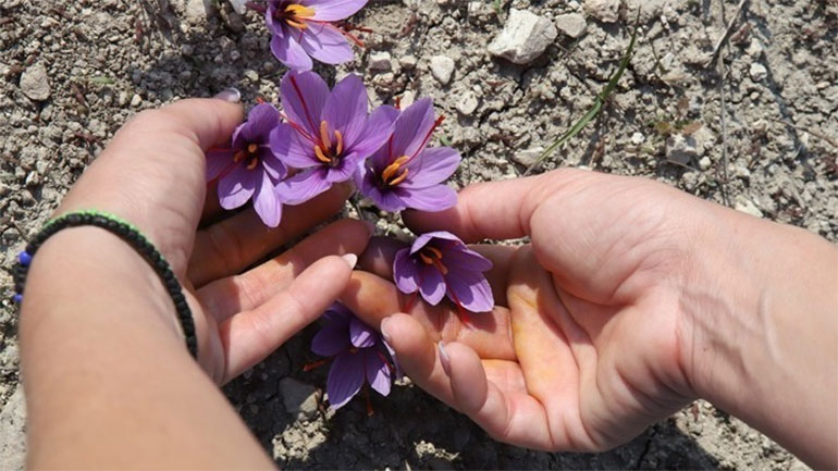 Η καλλιέργεια του σαφράν ξεκίνησε στην Αρχαία Ελλάδα την Εποχή του Χαλκού
