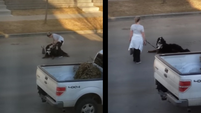 Tεμπέλης σκύλος αρνείται να κουνηθεί