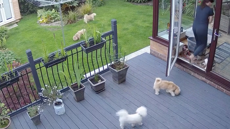 Η γάτα τσοπανόσκυλο