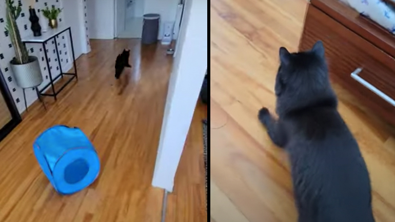 Μια γάτα ακούει το μπολ της τροφής να γεμίζει