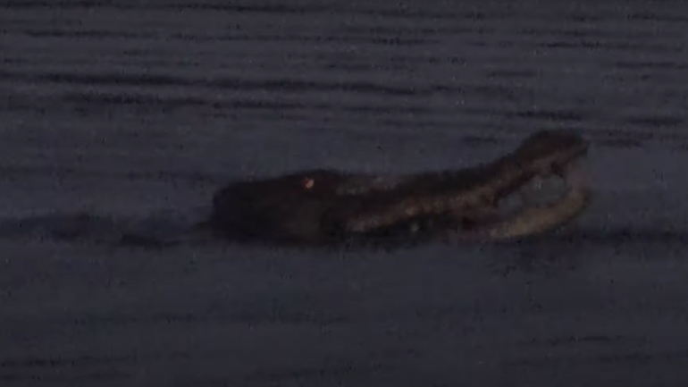 Κροκόδειλος καταβροχθίζει νυχτερίδα