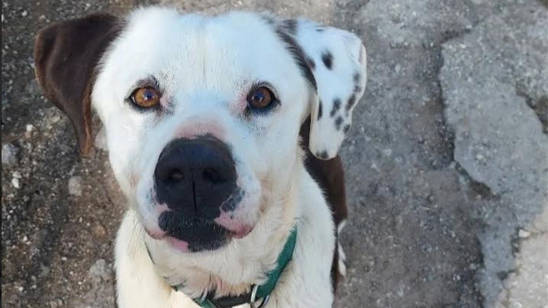 Σίσσυ: Μια εντυπωσιακή σκυλίτσα με δυναμικό ταμπεραμέντο