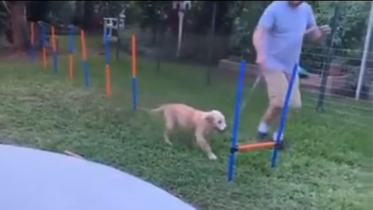 Ο σκύλος βαριέται την εκπαίδευση ευκινησίας